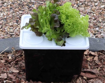 CINNEA Hydrokultur-Box für Kräuter und Gemüseanbau, Pflanztopf
