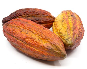 FRESH CACAO - Raw Chocolate Pod Tropical Exotic Fruits - Fresh Cocoa Unusual Natural Choco Extract Pods - Tropical Cocoa Beans