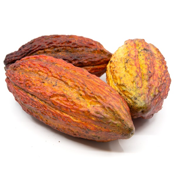 FRESH CACAO - Raw Chocolate Pod Tropical Exotic Fruits - Fresh Cocoa Unusual Natural Choco Extract Pods - Tropical Cocoa Beans