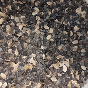 Luffa seeds