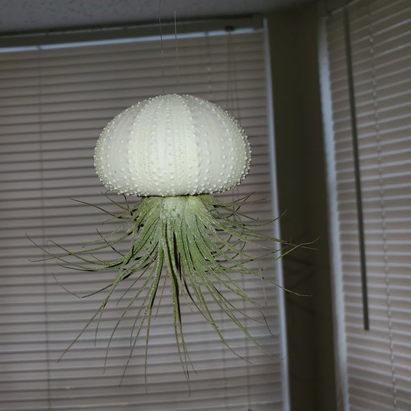 Flying Jellyfish Sea Urchin Air Plant Tillandsia * SALE & FREE SHIPPING! Discount on Multiples in Checkout! Limited Time!