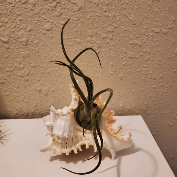 Large Air Plant Etsy