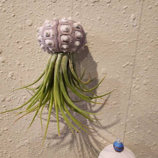 Flying Jellyfish Air plant! Funky Sputnik Sea Urchin Shell & Tillandsia Air plant Come together to create a whimsical delight!