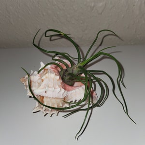 Tillandsia Bulbosa Air plant in Murex Seashell * Airplant Garden * Air plant holder * Funky Airplant in Seashell* Unique Exotic Plant!