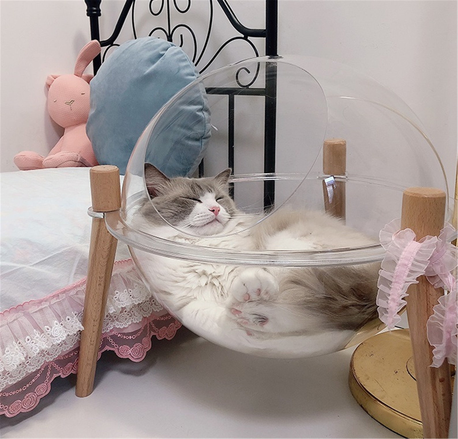 cat pooping on bed