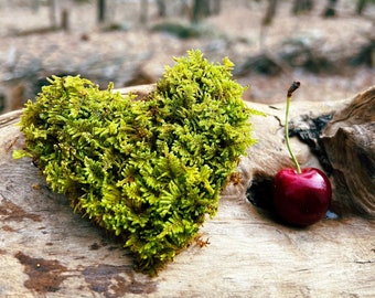 Live Moss Terrarium Plant Heart-Shaped Mystery Sheet Moss