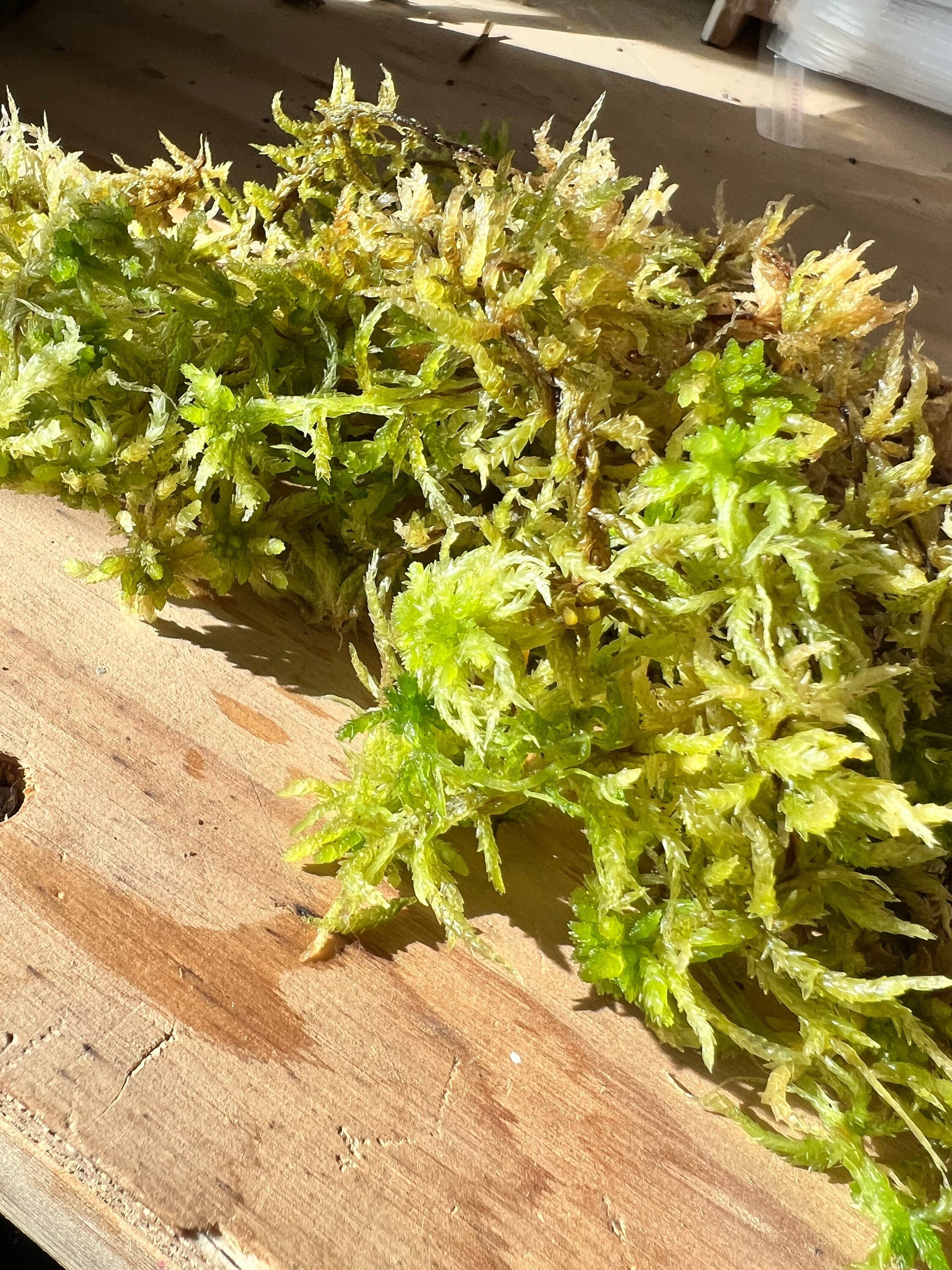 Sphagnum Moss Mat 2 Sizes Available 