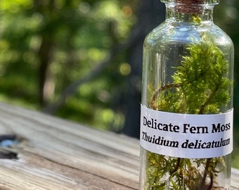 Fern Moss Terrarium Tiny Apothecary Jar Cork Bottle Party Favor