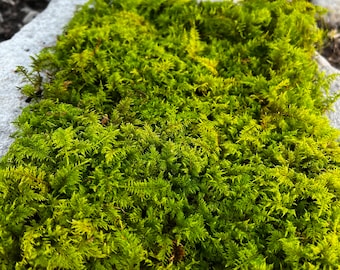 Terrarium Moss Sheet for Vivariums Terrariums Moss and Fairy Garden Decor | Sustainably Foraged | Pre-soaked with Fresh Rainwater Feather