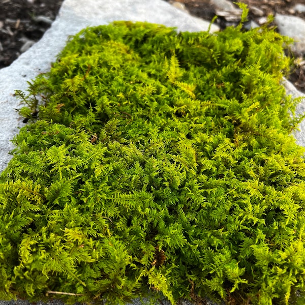 Terrarium Moss Sheet for Vivariums Terrariums Moss and Fairy Garden Decor | Sustainably Foraged | Pre-soaked with Fresh Rainwater Feather