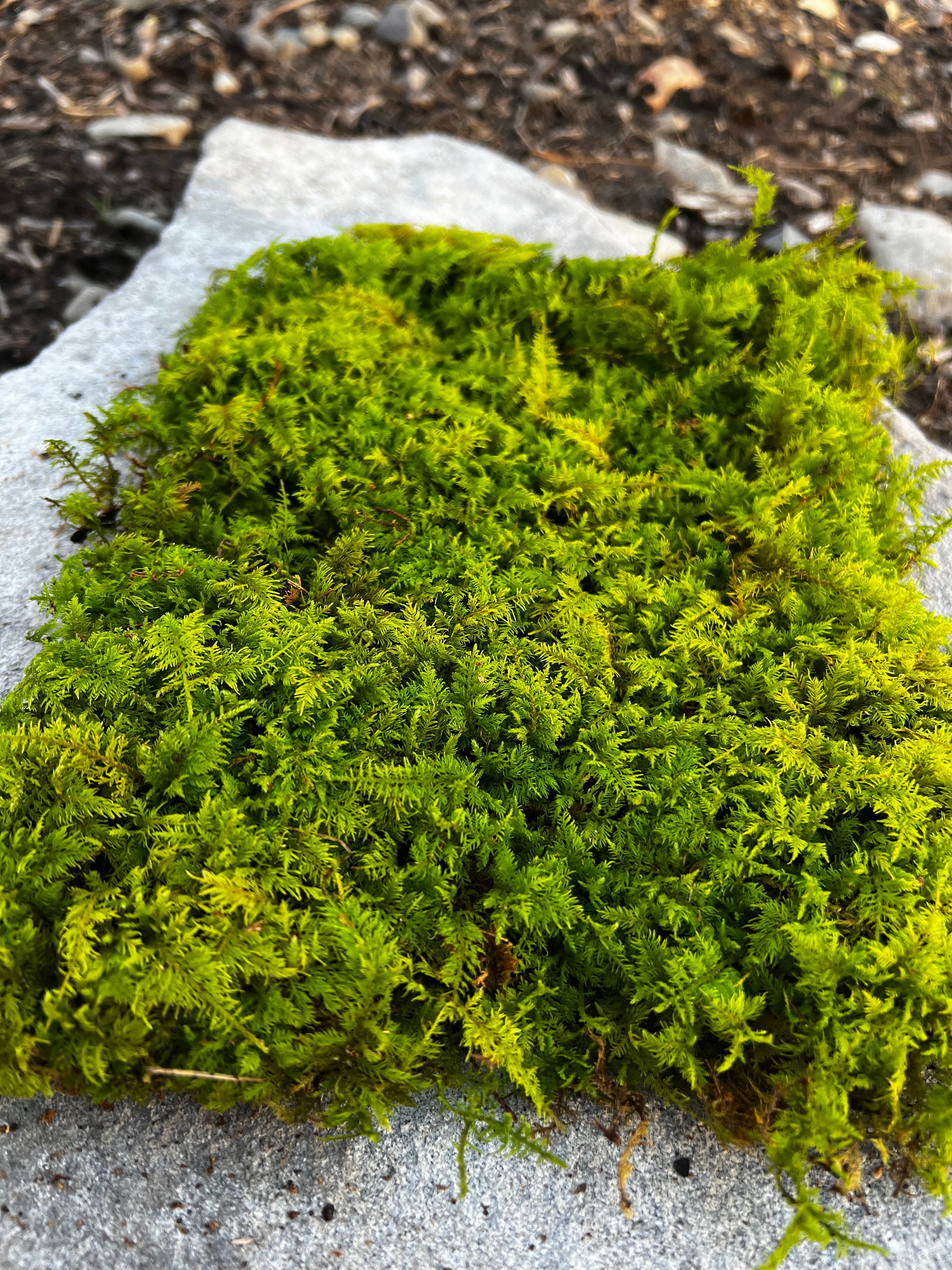 Rock Moss 1 Square Foot Of Fresh Live Rock Moss, Great For Terrariums!