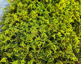 Terrarium Plants Live Moss Fern Sheet Moss for Kokedama