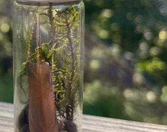 Fern Moss & Fossil Tiny Terrarium Mossarium Oddity Vial | Dark Academia Decor Glass Specimen Jar