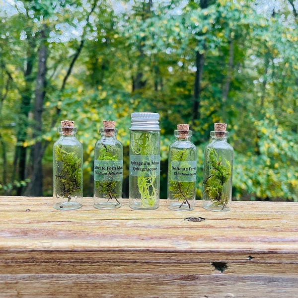 Moss Propagation Specimen Bottles Tiny Labeled Apothecary Jar Miniature Plant Terrariums