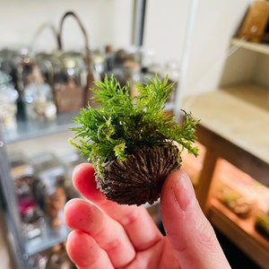 Moss in a Nutshell Live Moss Terrarium Plants for a Fairy Garden Terrarium