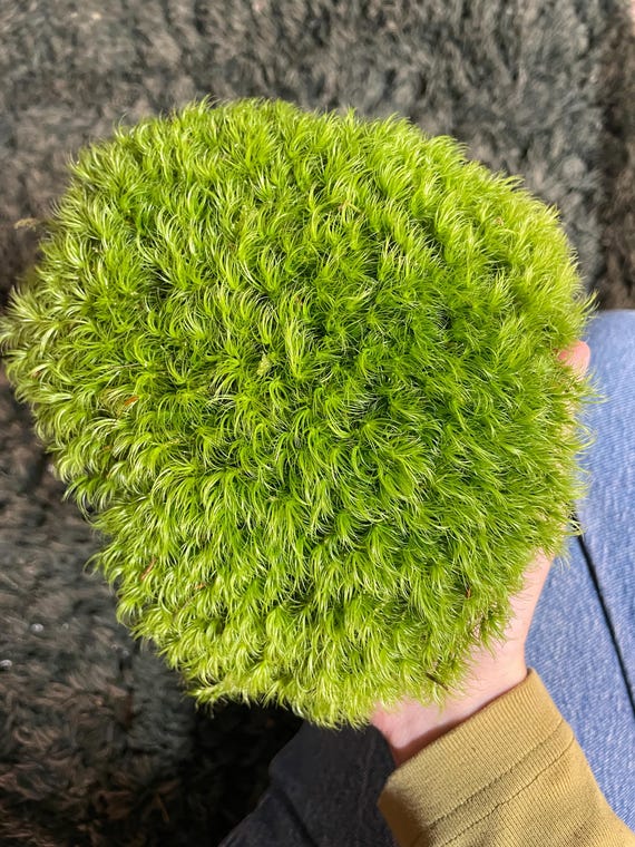 Live Mood Moss: Terrarium Plant