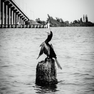 B&W Photo of Sunbathing Bird Near Water