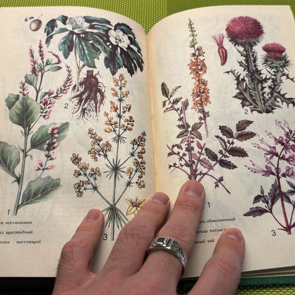 RARO, Antico libro di botanica, Piante medicinali dell'URSS, Disegni di piante a colori e in bianco e nero, Guida per collezionisti, Eccellente