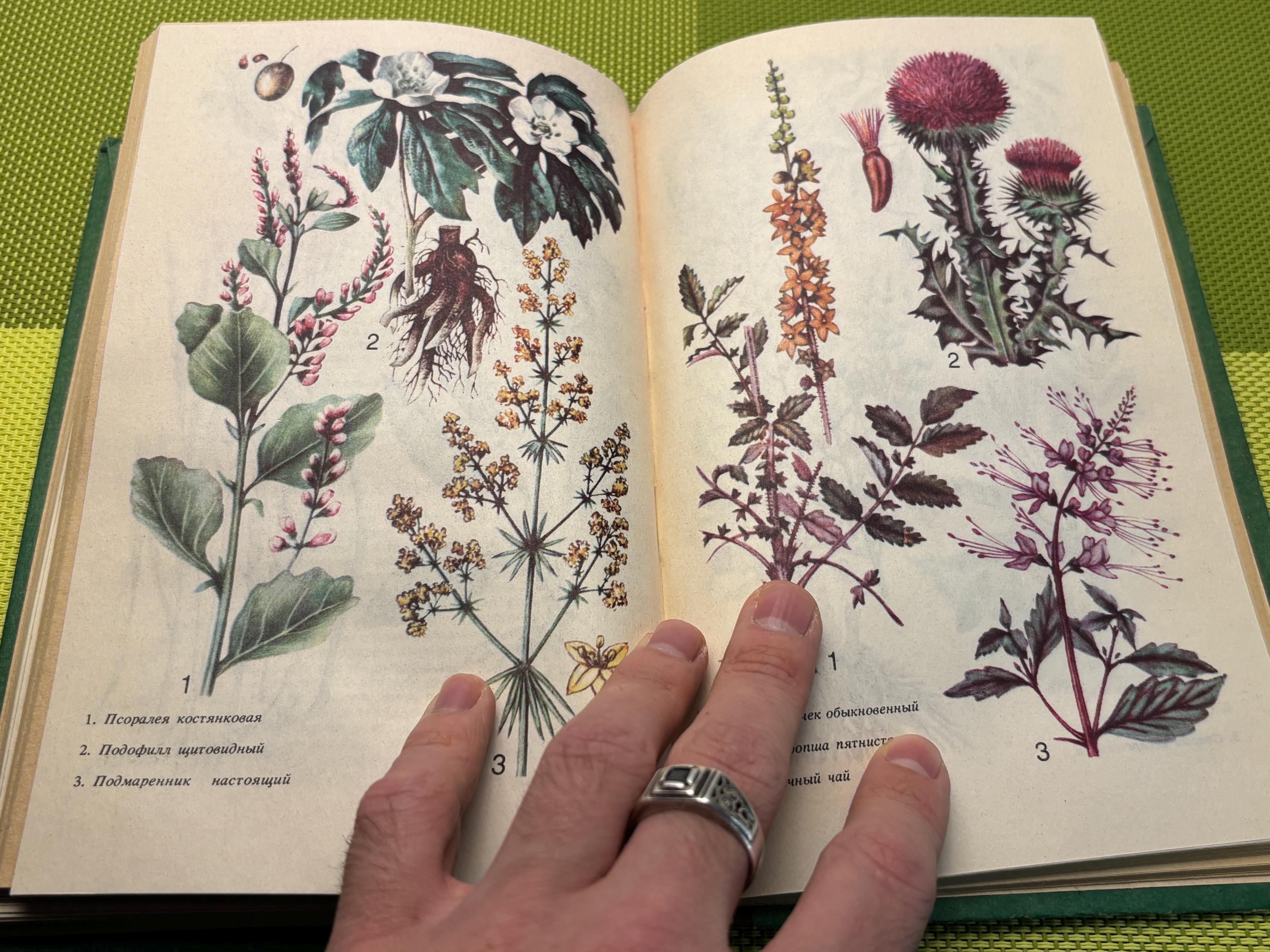 Old botanical book - Etsy 日本