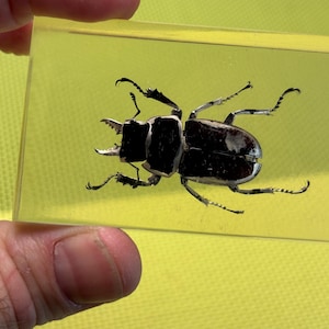 Può includere: Uno scarabeo nero e bianco con lunghe antenne è racchiuso in resina trasparente. Lo scarabeo è esposto su uno sfondo giallo.