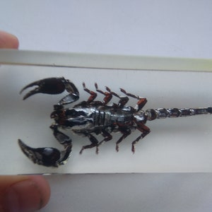 Rare Scorpion,Beetles,Scorpion Real Beetles Insects,Gift,Real Scorpion in Resin,Souvenir,Scorpion Filled with Epoxy,Taxidermy,Entomology