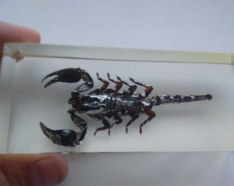 本物のサソリ、樹脂保存、現代の収集可能な化石 - Etsy 日本