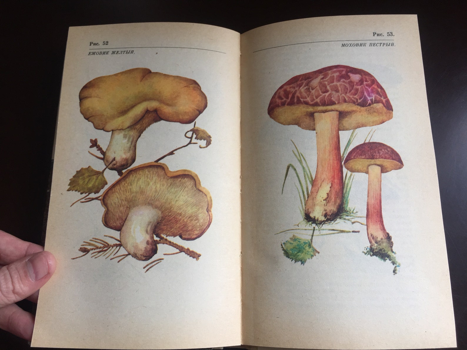 Vintage Illustrated Mushrooms Books Handbook Guide to - Etsy