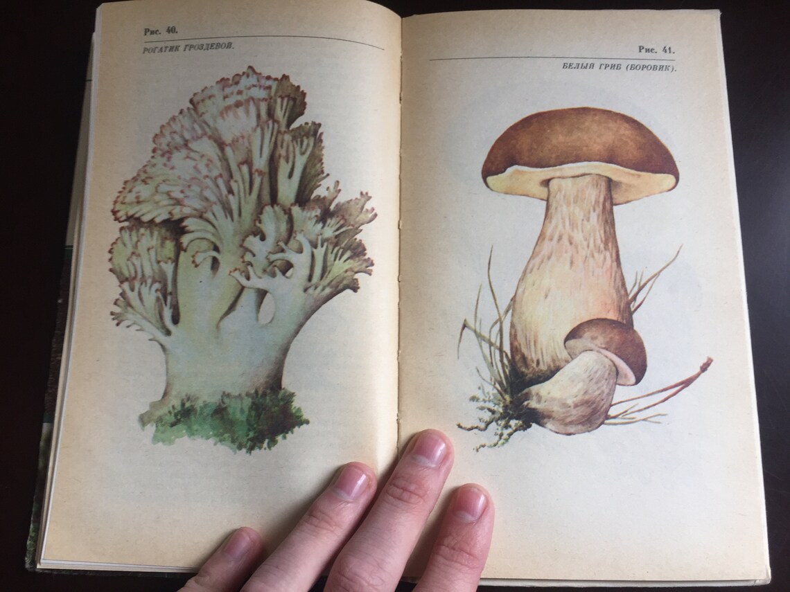 Vintage illustrated Mushrooms books Handbook Guide to Etsy