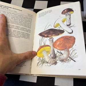 Peut inclure: Un livre ouvert avec des illustrations de champignons variés. Les illustrations présentent des champignons avec des chapeaux bruns, oranges et jaunes, et des tiges blanches. Du texte en russe est visible sur la page de gauche. Le numéro de page 145 est visible sur la page de droite.