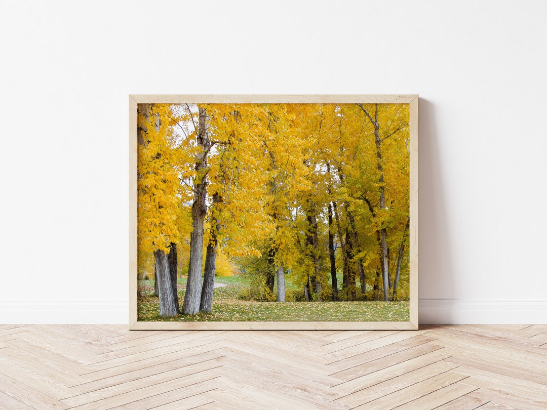 Printable Wall Art Yellow Trees in Fall Digital Photography Etsy