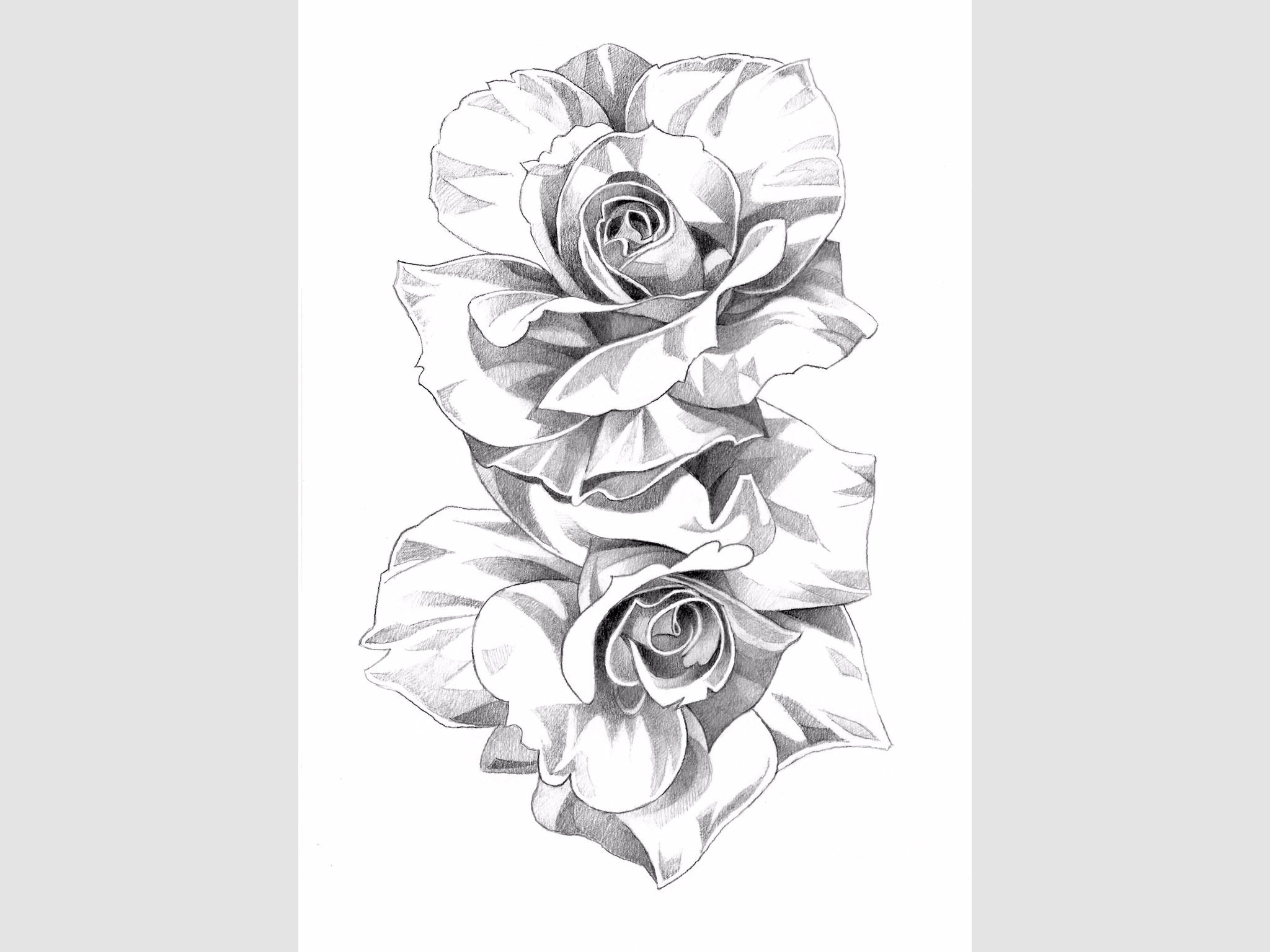  Rose flower pencil drawing art print A4 unframed Etsy