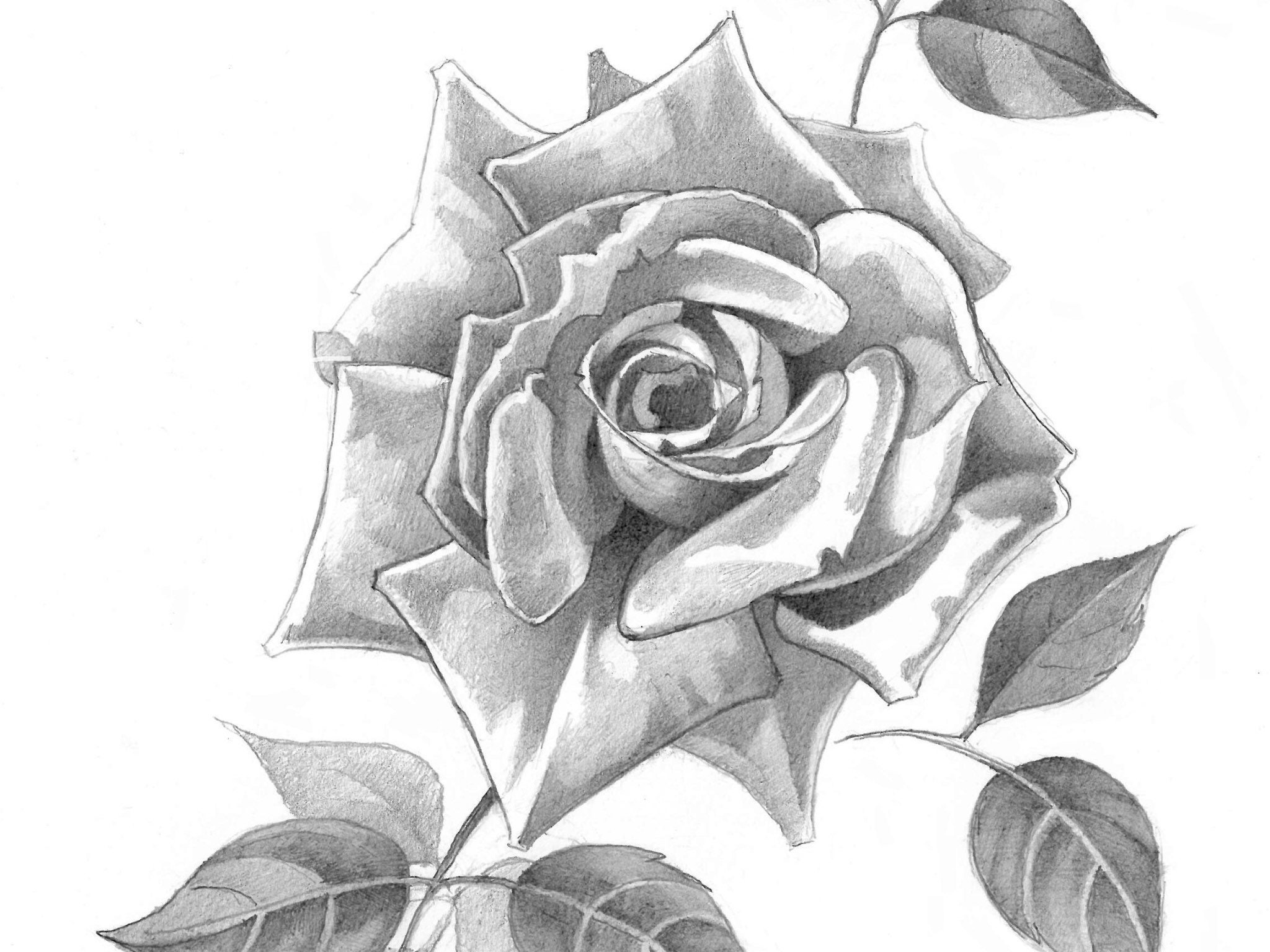Rose flower pencil drawing print digital download ready to | Etsy