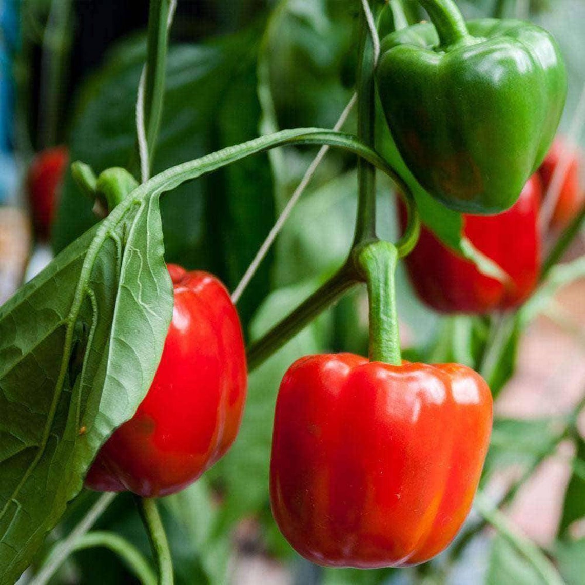 10 organic Cal Wonder red bell pepper seeds Etsy