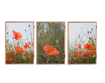 Póster fotográfico floral de amapolas (juego de 3 imágenes) | Amapolas, campo, plantas, naturaleza, arte mural, decoración digital