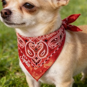 Op de afbeelding: Een lichtbruine Chihuahua-hond met een rode paisley bandana met de naam "Sophia" erop. De hond bevindt zich in een grasveld, met de zon erop.