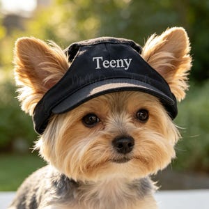 May include: A small black visor cap with the word Teeny embroidered in white thread on the front. The visor is worn by a small dog with tan and grey fur, featuring upright ears that extend above the brim of the black fabric headwear.