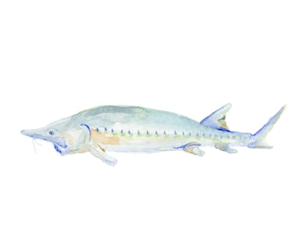 Kaluga Sturgeon Watercolor Print