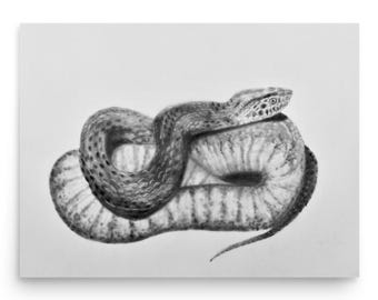 Copperbelly Water Snake Poster