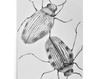 Hungerford's Crawling Water Beetle Poster