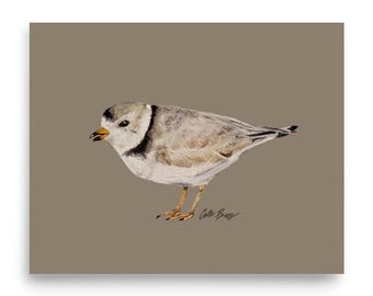 Piping Plover Poster