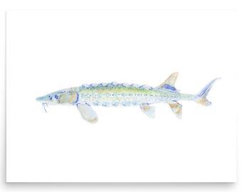 White Sturgeon Watercolor Poster