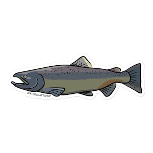 Chinook Salmon Sticker