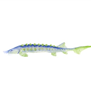 Lake Sturgeon Watercolor Print