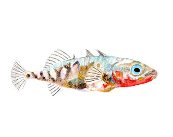 Stickleback Fish Poster