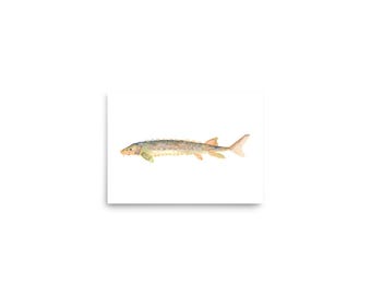Shortnose Sturgeon Watercolor Print