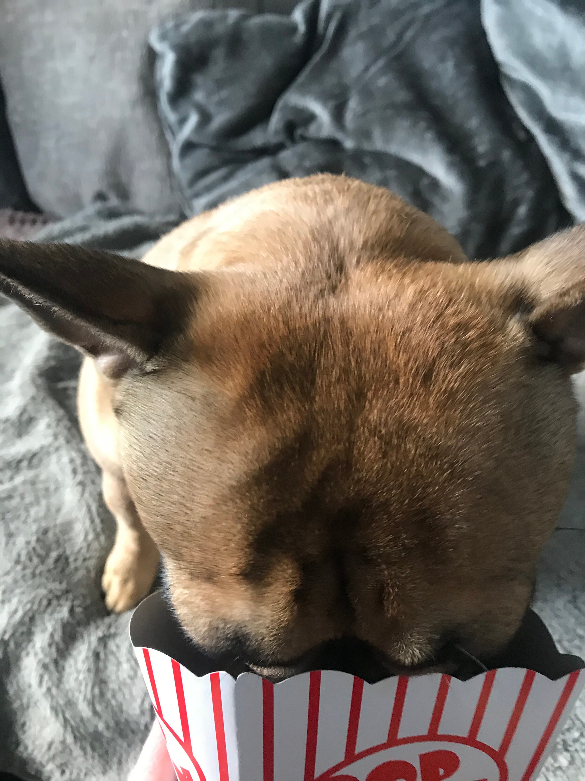 Dog popcorn dog treats dog treat box large treat box dog Etsy