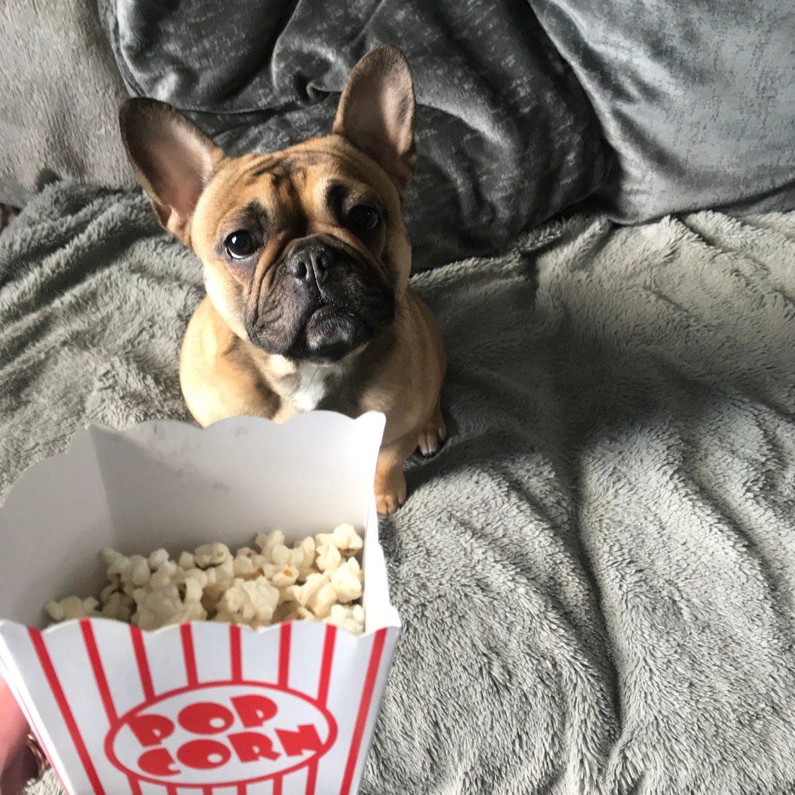 Dog popcorn dog treats dog treat box large treat box dog Etsy