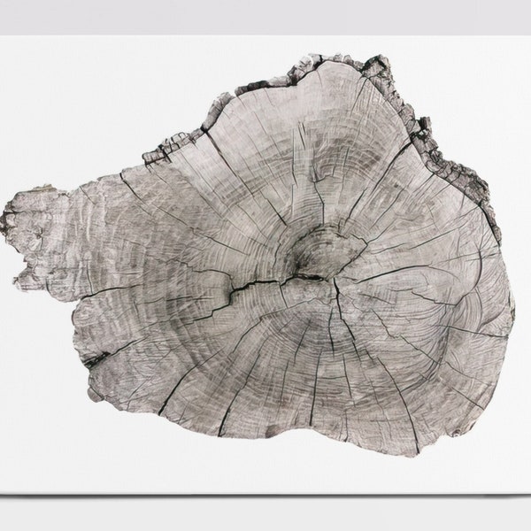 Tree Trunk Slices Etsy