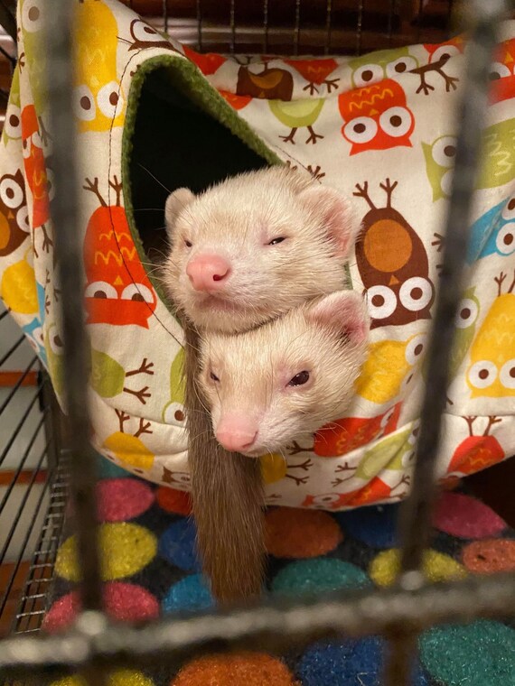 Ferret cube hammock outlet