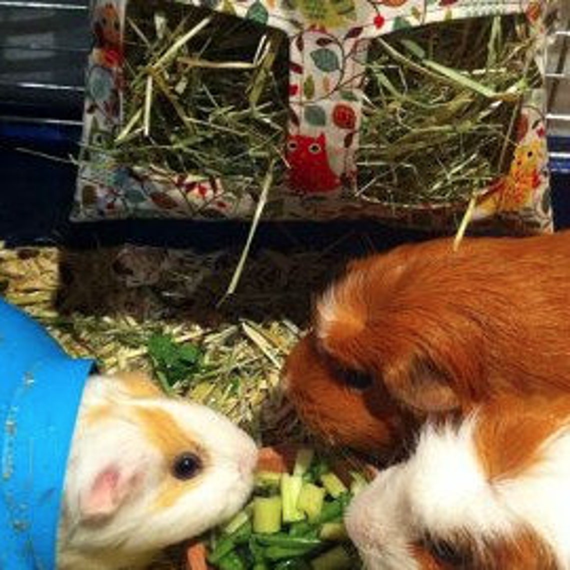Photo inspiration: Gallery Detail: Guinea Pig Hay Feeder Reusable Timothy Grass Holder